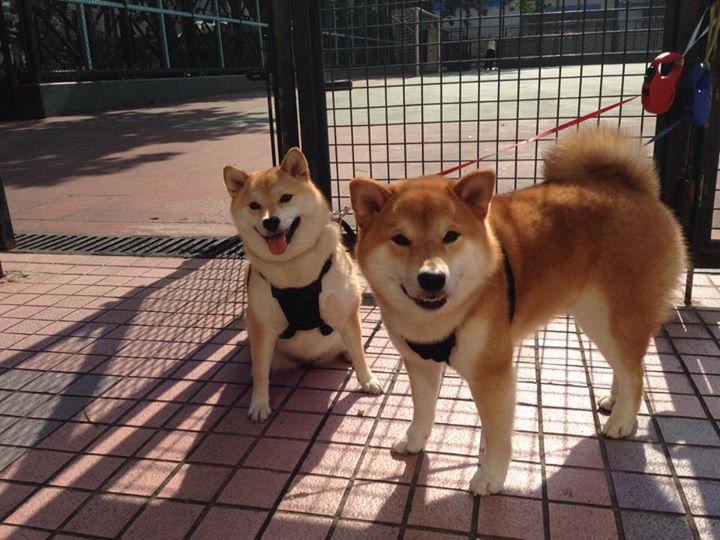 进攻回合加速是否一定能带来更高得分，攻防回合