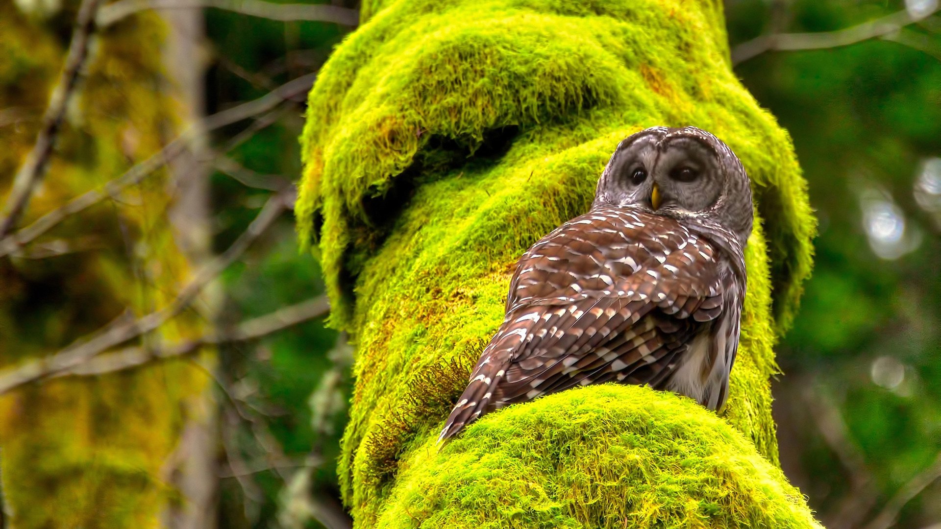五大联赛换人规则调整是否影响比赛观赏性,5大联赛转会